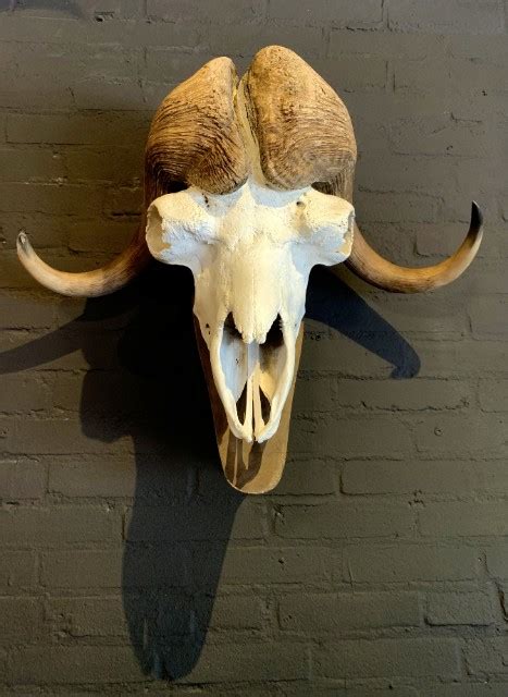 Skull Of A Musk Ox Beast Interiors