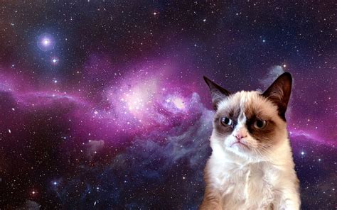 Grumpy Cat Meme Hd Wallpaper Pxfuel