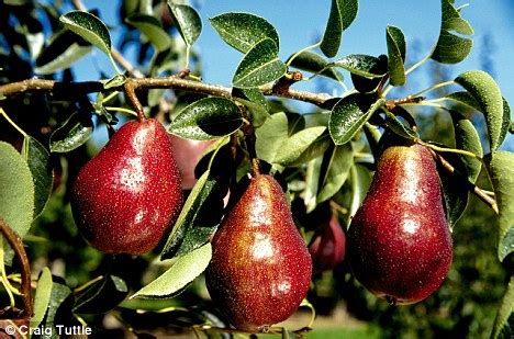 These trees would pollinate other fruiting pears you may want to plant. ASK MONTY: My tree produces an abundance of pears, but ...