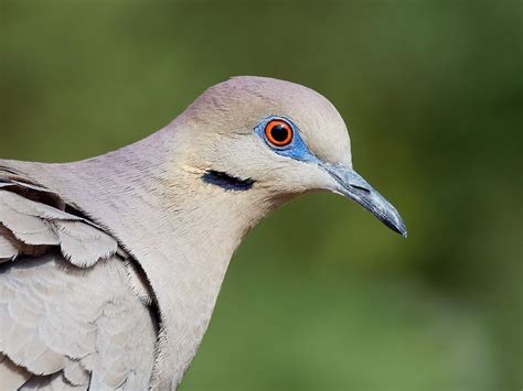 White Winged Dove Backyard Tucson Az David Quanrud Flickr