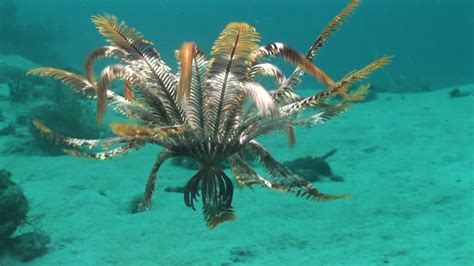 海帶（學名：2006年前laminaria japonica，2006年後saccharina japonica）是褐藻綱海帶屬的一种可食用的藻類，真核多細胞生物。 海帶可以指： 所有生物分類上海帶目（laminariales）的物種。 ウミシダ、泳ぐ植物？海の中で出会ったらちょっと怖い…【n ...