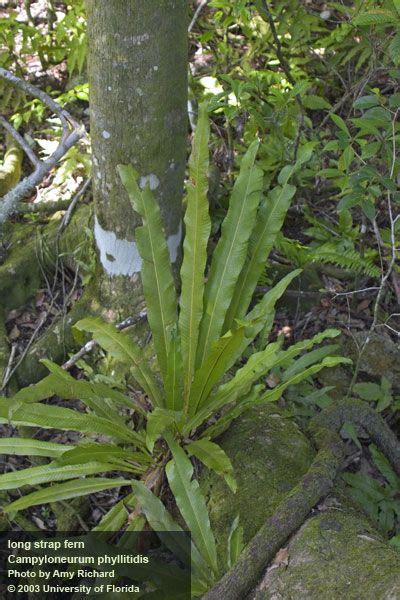 Long Strap Fern Campyloneurum Phyllitidis Amy Richard Invasive