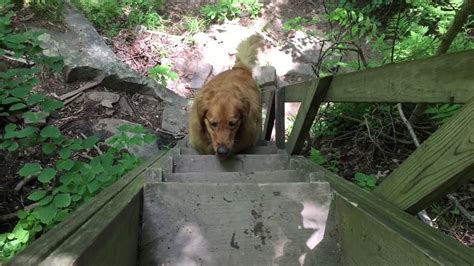Dog Climbing A Ladder Youtube