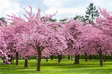Vancouvers Massive Cherry Blossom Festival Returns April