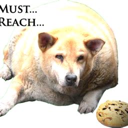Find out how to prevent obesity in dogs. Funny fat dogs pictures |Funny Animal