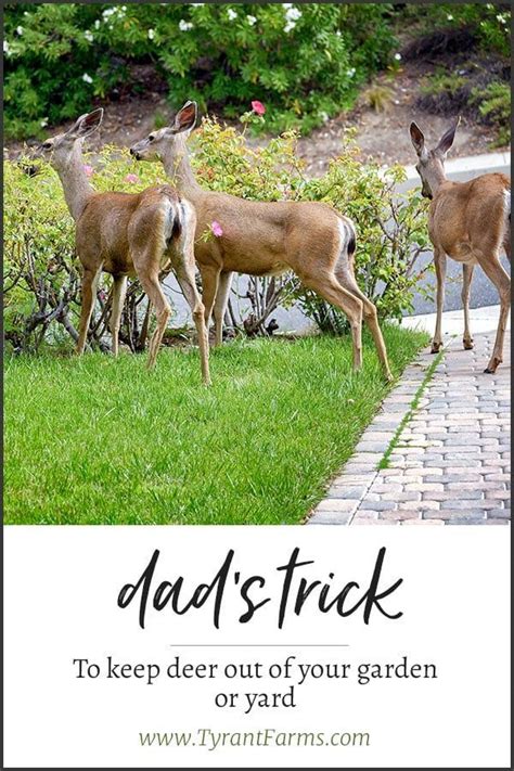 What flowers will keep deer away. Dad's trick to keep deer out of your yard and garden. # ...