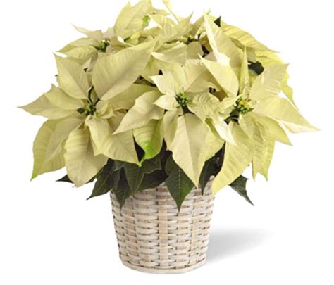 White Poinsettia Plant In Whitinsville Ma The Flower Shop
