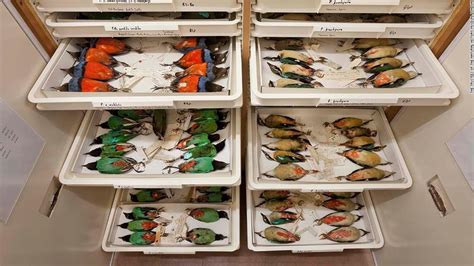 Researchers Find Sex Bias In Natural History Collections Cnn