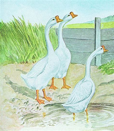 Many murray mcmurray hatchery coupons and promo codes for 2021 are at promosgo.com. Murray McMurray Hatchery - White Chinese Geese