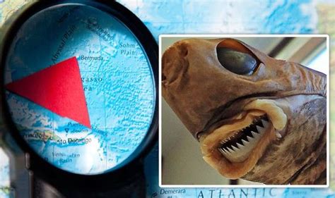 Bermuda Triangle Mystery Solved After Terrifying Creature Found 3