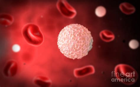 Microscopic View Of White Blood Cells Digital Art By Stocktrek Images