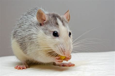 Do Vinegar And Peppermint Oil Make Good Rat Repellents
