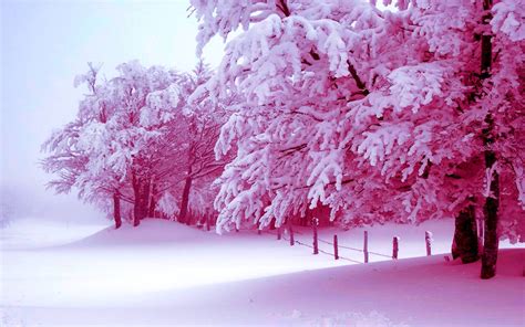Winter Trees Wallpapers Wallpaper Cave