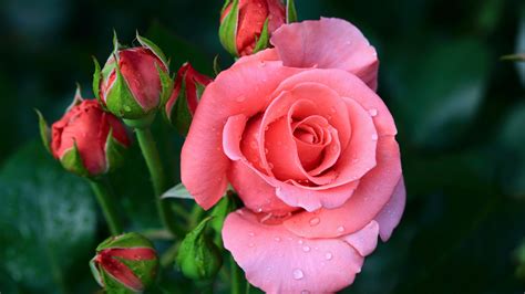 壁纸 粉红色的玫瑰微距摄影，水滴 3840x2160 Uhd 4k 高清壁纸 图片 照片