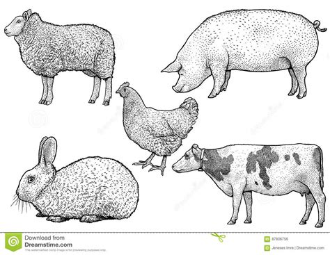 Farm Animals Illustration Drawing Engraving Ink Line