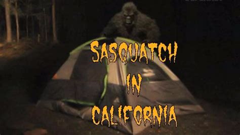 Sasquatch In California A True Sasquatch Encounter Youtube