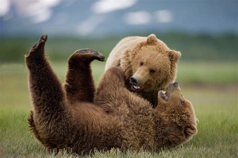 Grizzly Bears Wrestling Katmai Photograph By Worldfoto