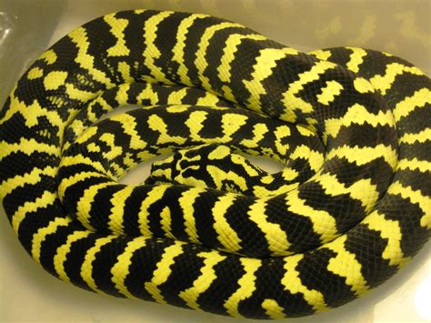 The diamond python at the australian reptile park. Jungle Carpet Python Facts and Pictures | Reptile Fact