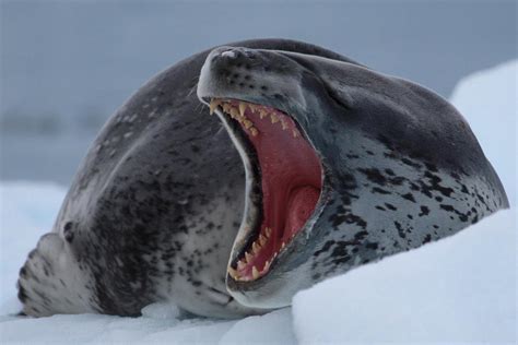 Til Leopard Seals Can Open Their Jaws Up To 160° And Swim Up To 40kmh