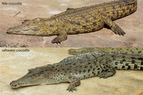 Nile Crocodile Vs Saltwater Crocodile