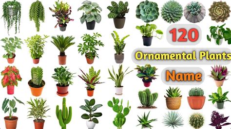 Ornamental Plants Vocabulary Ll Ornamental Plants Name In English With Pictures L Indoor