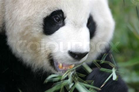 Giant Panda Stock Image Colourbox