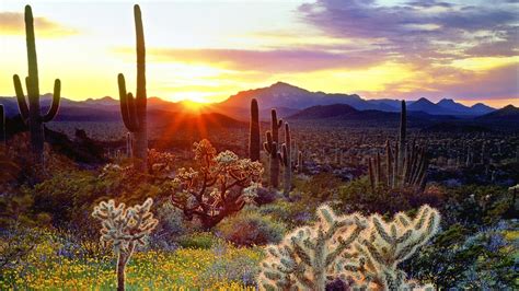 The Vegetation Of The Desert At Sunset Wallpapers And Images