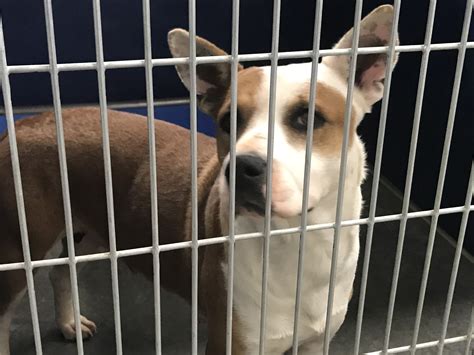 PHOTOS: Vance County dogs up for adoption | abc11.com