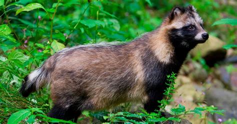 Families Are Buying Wild Raccoon Dogs As Pets For As Little As £60