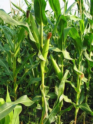 Pada gambar 6 terlihat adanya epidermis,jaringan palisade,dan juga stomata,serta kloroplas. KLASIFIKASI TUMBUHAN BERBIJI: Jagung (Zea mays)