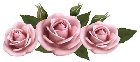 Beautiful Transparent Pink Roses Png Picture Pink Rose Png Roses Png