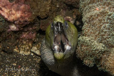 Moray eels have two sets of jaws. FireFight: Xenomorphs vs. Zombies by DarkSpartan1000 on DeviantArt