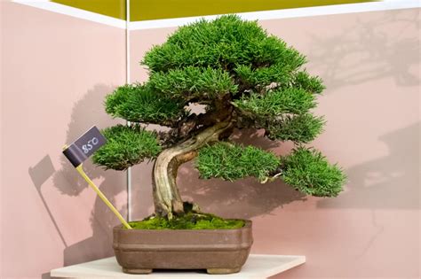 A variety of shapes and sizes are used to recreate a scene from nature with each bonsai. The trees of Bonsai Shohin Japan - Bonsai Tonight