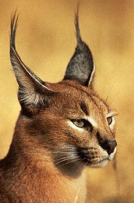 However, most cats have rounded ears most cats have relatively small rounded ears. Naturaleza Asombrosa: No es un lince, es un caracal ...