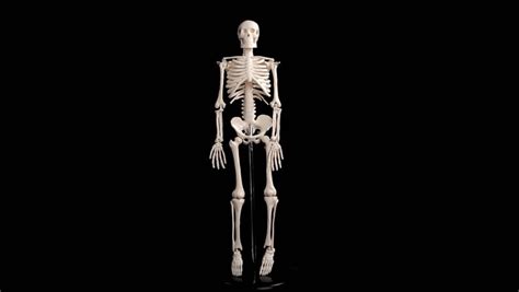Model Skeleton Rotating Over Black Background Stock Footage Video 100