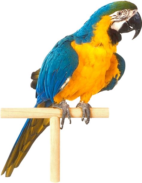 Parrot Png Image Transparent Image Download Size 510x660px