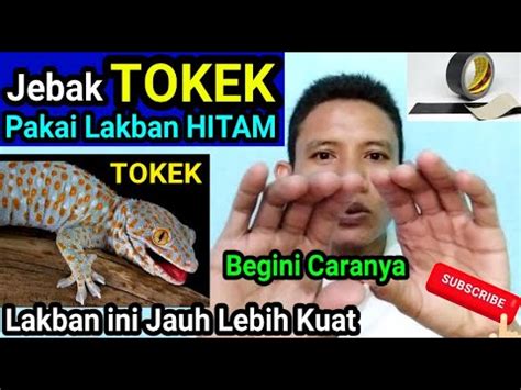 menangkap tokek