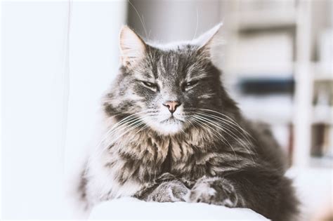 A cat's coat color has no more to do with its personality than your hair color or skin color. Cat Fur Personality Test: Can Fur Color Affect Your Cat's ...