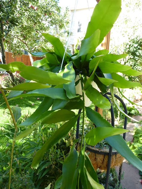 After the cut end is is allowed to heal for several weeks, it is planted in dry sand. Lori's Garden: Night-Blooming Cereus