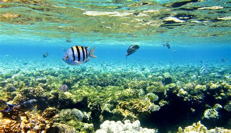 Los desiertos se caracterizan por la bajísima frecuencia con la que hay precipitaciones. Los ecosistemas