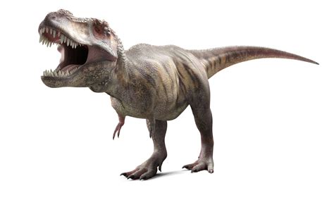 10 Facts About Tyrannosaurus Rex King Of The Dinosaurs