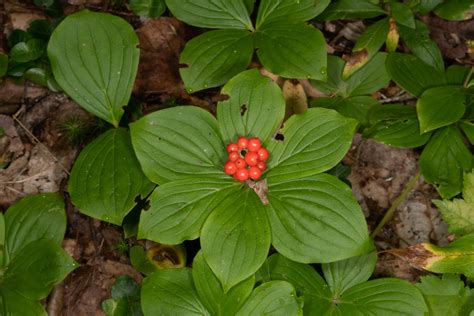Cornus canadensis (Bunchberry)