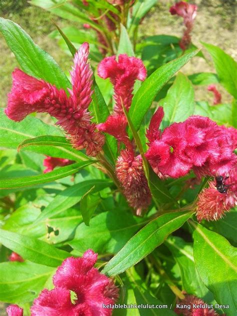 Madu yang dihasilkan dari nectar bunga kaliandra, lebih banyak digunakan bunga merah kaliandra. Pokok Bunga Kelulut - Balung Ayam (Celosia argentea ...