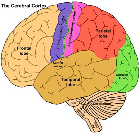 The Brain Concept With Synaesthesia The Syn Moment