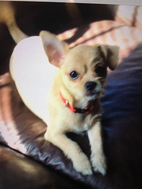 Shelter, adoption agency, animal control, animal shelter. Lost Dog Chihuahua in ATLANTA, GA - Lost My Doggie
