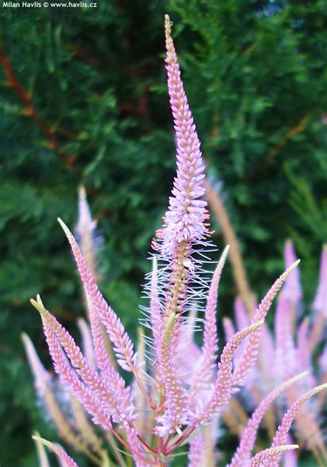 Veronicastrum 'adoration' has beautiful lilac / pink flower spikes that attract bees, it's a great plant for late summer colour and height in the border. Veronicastrum virginicum 'ADORATION' - Havlis.cz