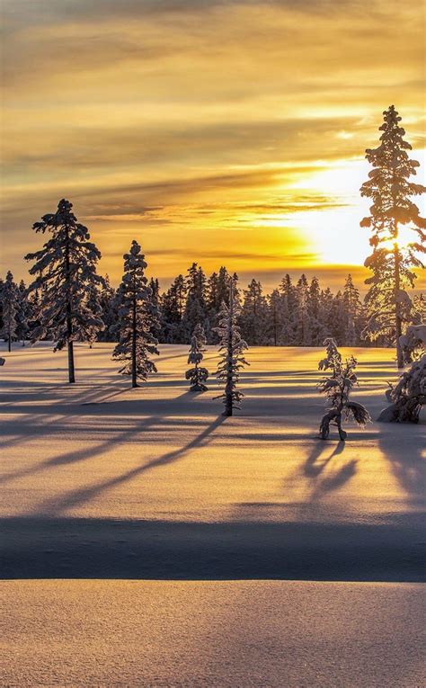 Snow layer, landscape, tree, sunrise, nature, 950x1534 wallpaper ...