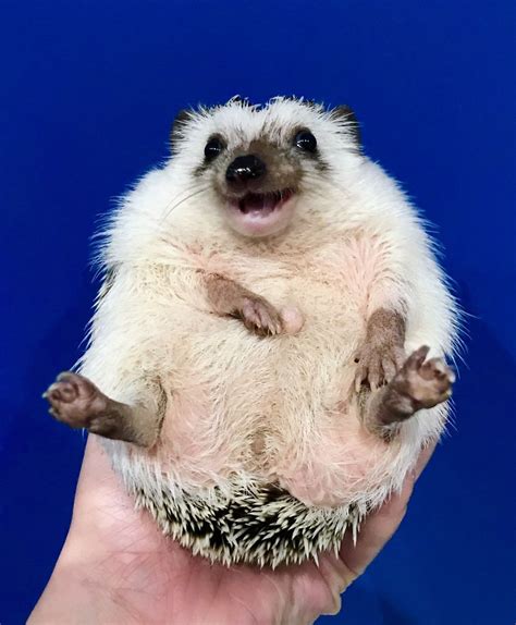 Be Happy And Smile Cute Hedgehog Hedgehog Pet Cute Baby Animals