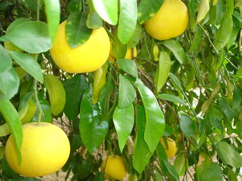 Growing A Grapefruit Tree May Be Tricky For The Average Gardener But