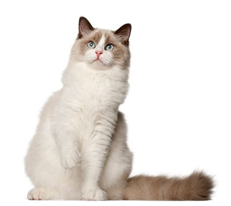 Royalty Free Ragdoll Cat Pictures Images And Stock Photos Istock